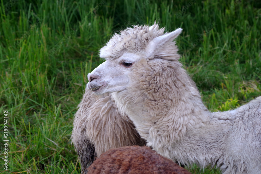 Fototapeta premium Alpacas graze on green grass on a farm