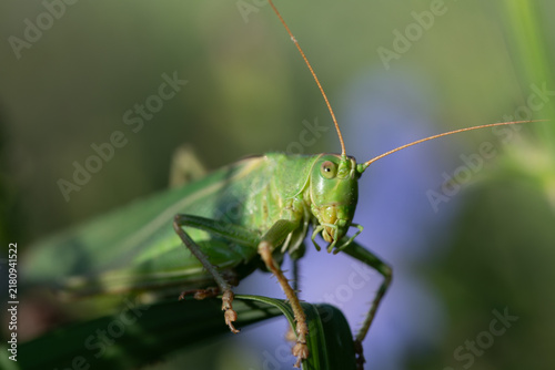 Foto A close-up of a green grasshopper (Tettigonia viridissima) hiding among the grass