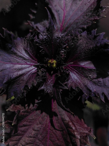 Macro shot of dark purple leaves texture in moody lighting.
