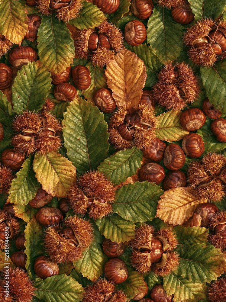 Obraz premium Close-up of a group of chestnuts and leaves. the chestnuts are brown in color and appear to be ripe and ready to eat. the leaves are green and have a rough texture.