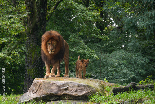 Large African lion standing on a rock with you lion cub by his side. Pittsburgh Zoo. Hondo and Kiazi.