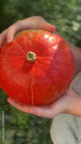 Hands Holding a Fresh Orange Pumpkin, Autumn Harvest