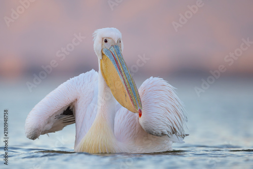 Pelikan różowy, pelikan baba (Pelecanus onocrotalus)
