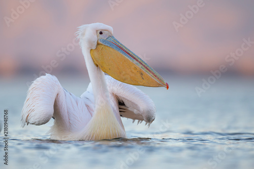 Pelikan różowy, pelikan baba (Pelecanus onocrotalus)