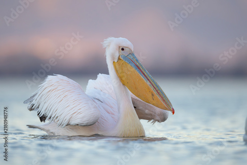 Pelikan różowy, pelikan baba (Pelecanus onocrotalus)