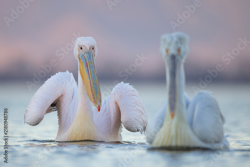 Pelikan różowy, pelikan baba (Pelecanus onocrotalus)