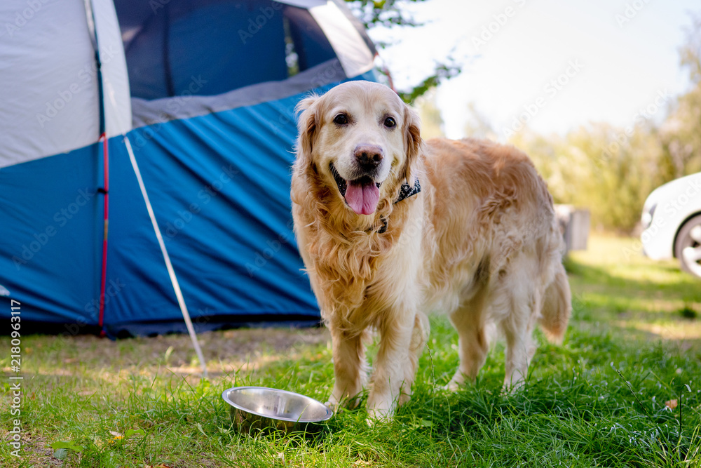 Fototapeta premium Golden Retriever standing by a camping tent during the day