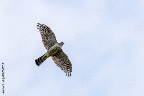 Eurasian Sparrowhawk in flight