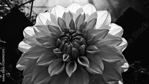 Black and white close up of a dahlia flower with a dark and mysterious background
