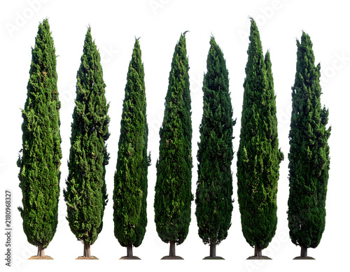 Cypress trees row featuring seven tall evergreen Italian plants with textured green foliage arranged in a straight line for graphic design 