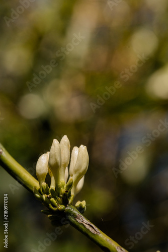 Quadro su tela Close-up of white coffee flower buds blooming on an organic specialty coffee plantation