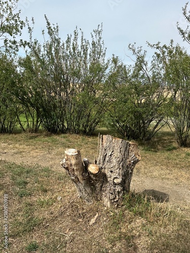 Konstfotografi Cut Down Tree Stump in a Residential Yard With Freshly Exposed Wood and Surround