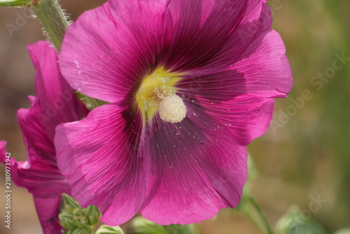 Photography Macro detail of magenta mallow flower with pollen and stamen