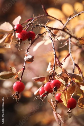 Rosehips & Wild Licorice Ready To Harvest