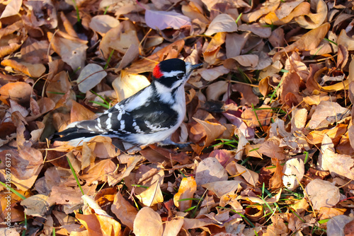 Beautiful Male Downey Woodpecker Enjoying Autumn in Saskatchewan 