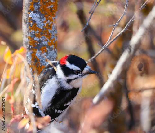 Beautiful Male Downey Woodpecker Enjoying Autumn in Saskatchewan 