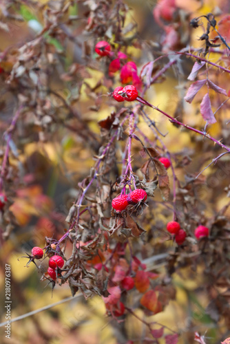 Rosehips & Wild Licorice Ready To Harvest