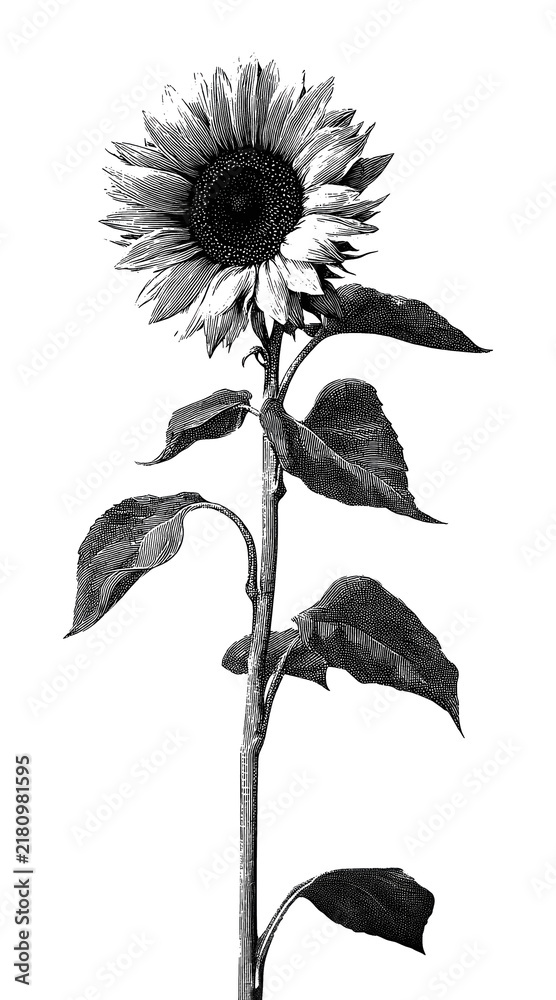 Obraz premium PNG Black and white sunflower illustration isolated on white