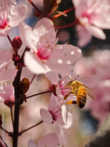 Macro shot of honey bee covered in pollen collecting nectar from pink cherry blossom flower in spring