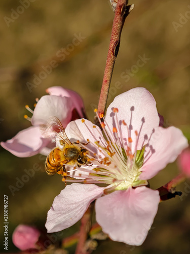Macro shot of honey bee with vibrating wings pollinating pink peach blossom flower