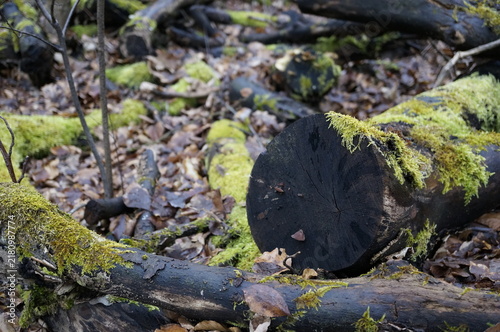 Fotografie Close-up of moss-covered deadwood on a forest floor, with a dark cut tree trunk surrounded by green moss, fallen leaves and naturally decaying wood in a woodland habitat