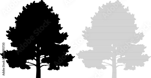 Pine tree silhouette with striped fill against white background for nature concepts