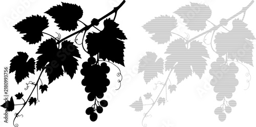 Grapevine branch with leaves and clusters in silhouette against a white background