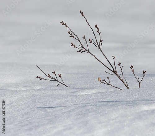 wintery background of woody shrub in a blanket of new snow