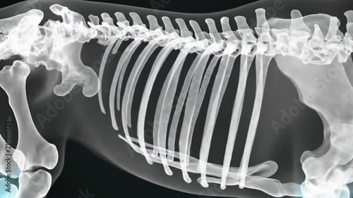 A digital illustration showing the skeletal structure of a horse