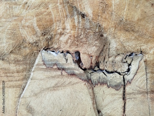 Quadro su tela A cross-section of a log showing an embedded foreign object or a healed-over wound