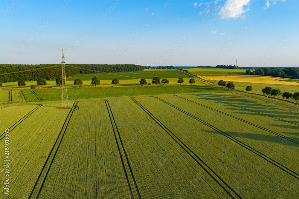 Fototapeta premium Crop plantation at farm. Agriculture and cultivation. Aerial top view on green crop field. Nature environment. Green harvest in field. Summer green field. Agricultural aerial landscape