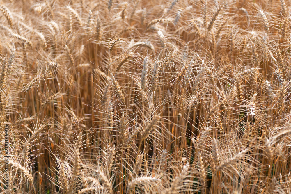 Obraz premium Ripe wheat harvest. Agriculture and farming. Barley ear spikelet. Farming crop field. Wheat flied at rural countryside. Agricultural landscape. Crop countryside field. Agrobusiness