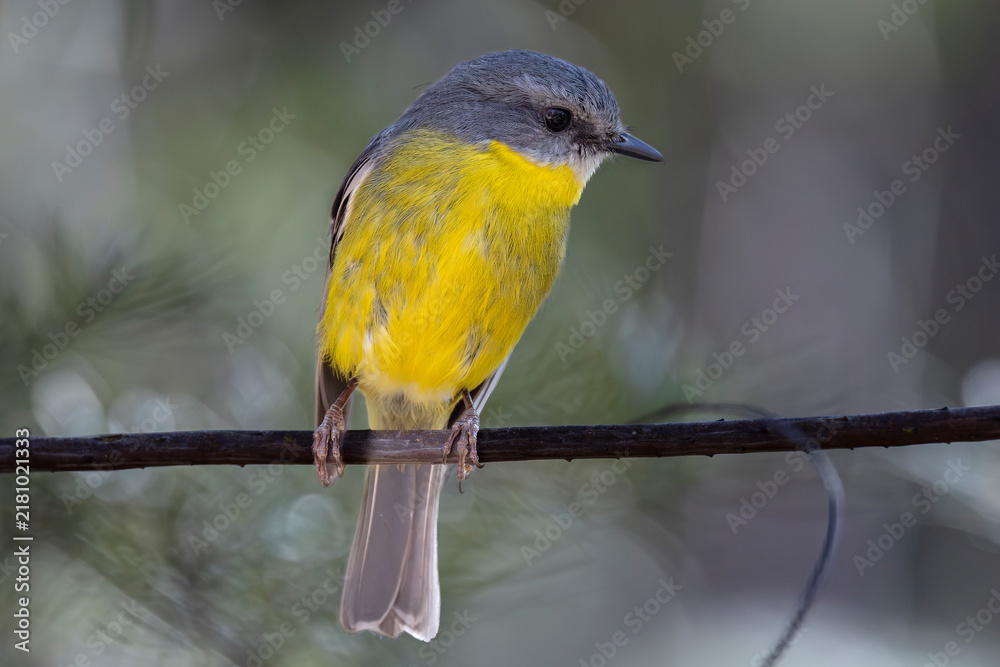 Obraz premium Australian Eastern Yellow Robin perched on tree branch