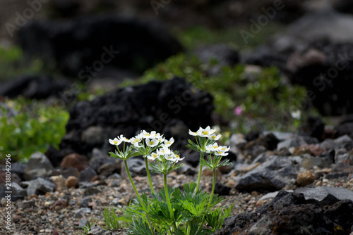 登山道わきに咲いていた白い花