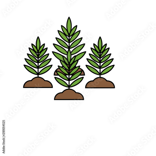 Three green plants growing from soil