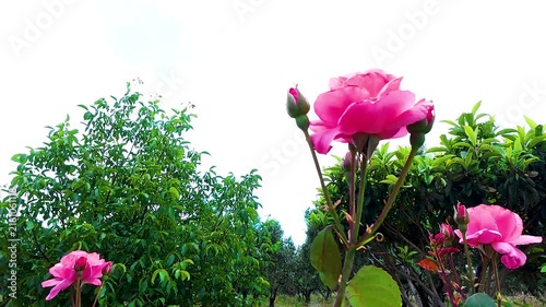 Close-up shot of vibrant pink roses blooming with flower buds in a lush garden, surrounded by green foliage and fruit trees under bright outdoor sunlight on a calm sunny day