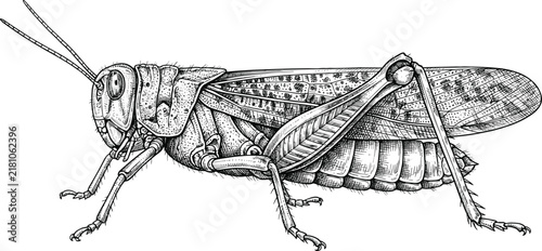 Photography Detailed grasshopper locust insect wildlife side view engraving woodcut style ha