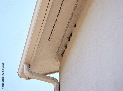 Принти на полотні Bats roosting under the Eave of a Stucco House