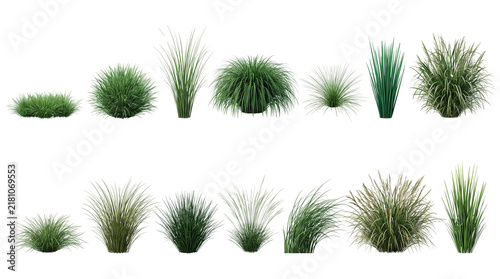 Green ornamental grass collection, 14 realistic garden plant tufts on white background, decorative landscape shrubs for architectural visualization