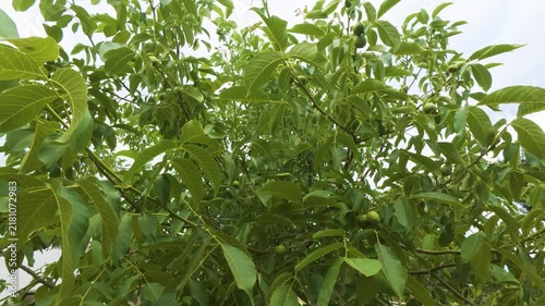 Low angle view of young green walnuts growing on tree branches with vibrant green leaves under bright daylight, organic agriculture and nut farming concept in rural orchard