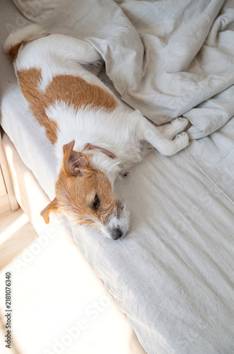 Small jack russell terrier dog sleeping on bed under white blanket.
