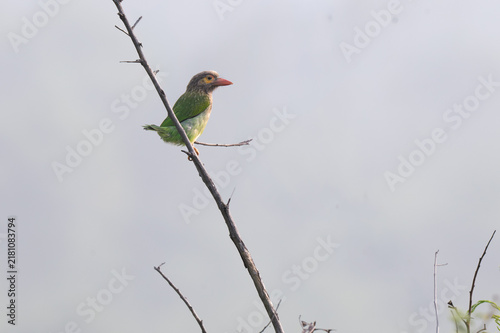Photography Brown headed barbet perched on a tree branch amidst lush green foliage in natural habitat