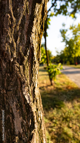 Картината върху платно Vertical close-up of rough grooved tree bark with moss in golden evening sunlight with a soft blurred background