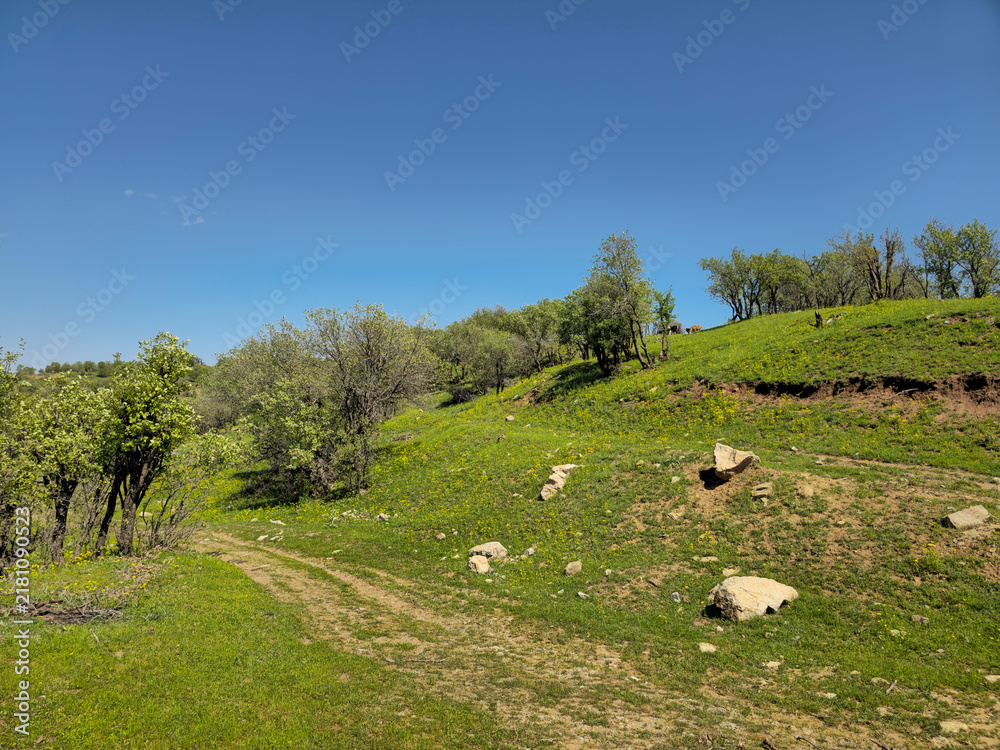Obraz premium A picturesque spring landscape with a dirt path through a green hillside, scattered rocks, trees, and a few cows grazing at the top. 📍 Marivan, Kurdistan, Iran 