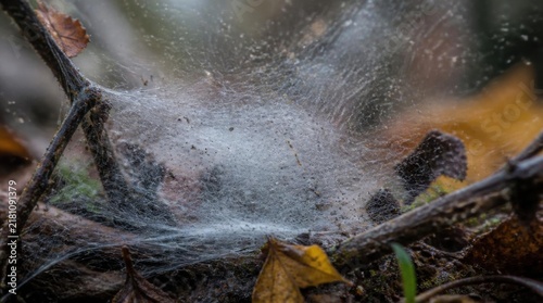 Dense white spider web spun across damp forest floor twigs and fallen autumn leaves