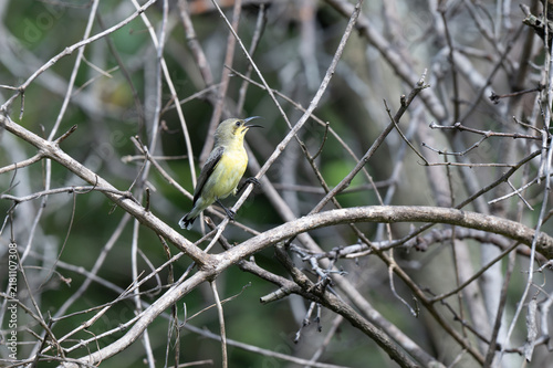Photography A Purple rumped Sunbird perched upside down on a vertical vine with its curved beak pointed downward, set against a soft, natural green background