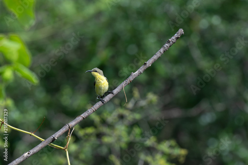 Photography A Purple rumped Sunbird perched upside down on a vertical vine with its curved beak pointed downward, set against a soft, natural green background