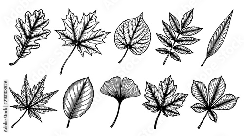 Ten leaves set with unique organic shapes and patterns featuring maple, oak, and ivy with botanical details and autumn colors