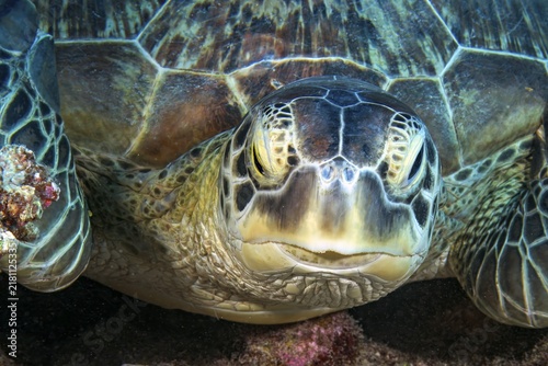 Underwater close-up portrait of the head of a green turtle (Chelonia mydas), the green turtle, formerly also known as the soup turtle, looks directly at the viewer, found in all tropical and subtropical seas, including the Mediterranean, internationally