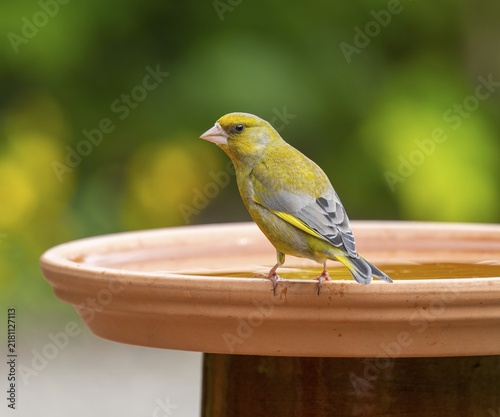 Greenfinch, greenfinch (Chloris chloris) sitting on a bird bath, Lower Saxony, Germany